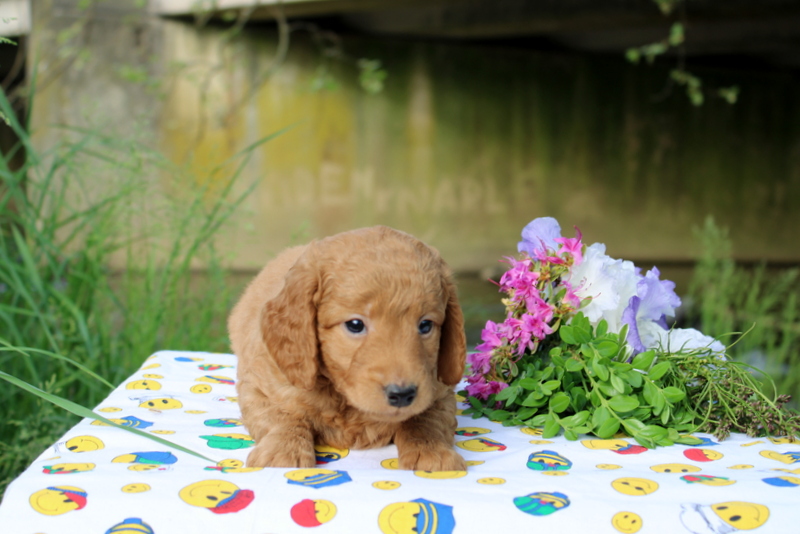 puppy, for, sale, Mini Goldendoodle , Matthew B. Stoltzfus, dog, breeder, Gap, PA, dog-breeder, puppy-for-sale, forsale, nearby, find, puppyfind, locator, puppylocator, aca